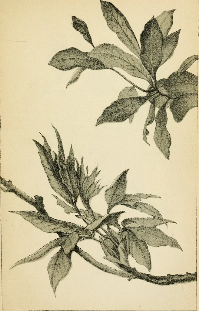 An illustration from Art culture: a hand-book of art technicalities and criticisms, 1873, leaf 76