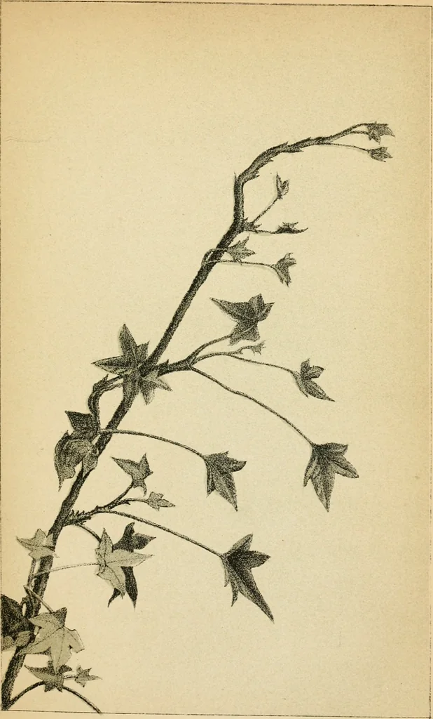 An illustration from Art culture: a hand-book of art technicalities and criticisms, 1873, leaf 80