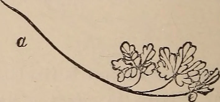 An illustration from Art culture : a hand-book of art technicalities and criticisms, 1873, leaf 107