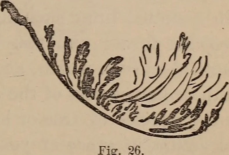 An illustration from Art culture : a hand-book of art technicalities and criticisms, 1873, leaf 112