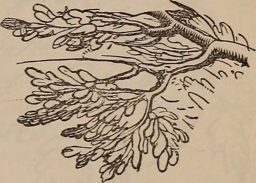 An illustration from Art culture : a hand-book of art technicalities and criticisms, 1873, leaf 324