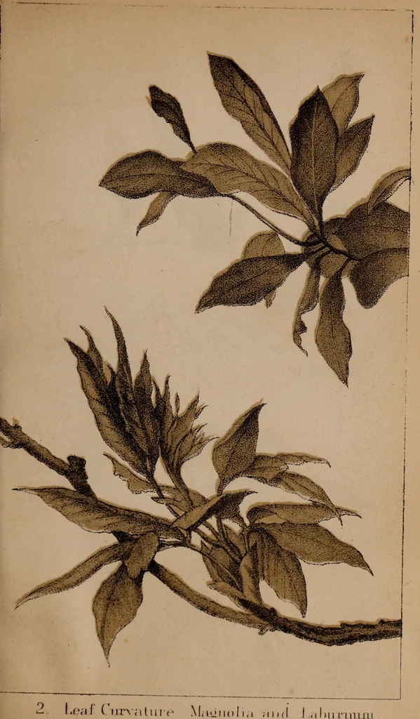 An illustration from Art culture : a hand-book of art technicalities and criticisms, 1873, leaf 78