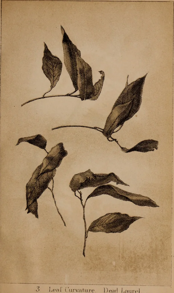 An illustration from Art culture : a hand-book of art technicalities and criticisms, 1873, leaf 80