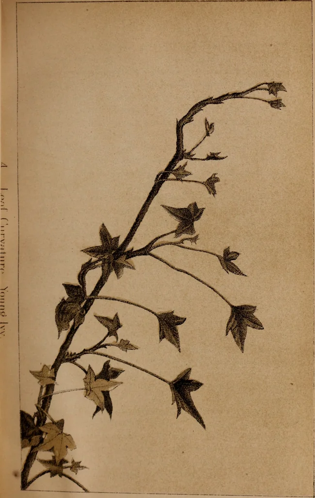 An illustration from Art culture : a hand-book of art technicalities and criticisms, 1873, leaf 82