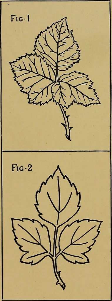 An illustration from Art embroidery: a treatise on the revived practice of decorative needlework, 1878, leaf 21