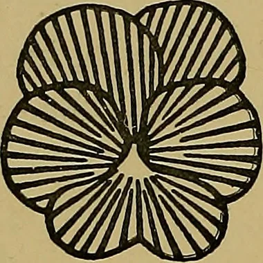 An illustration from Art embroidery: a treatise on the revived practice of decorative needlework, 1878, leaf 43