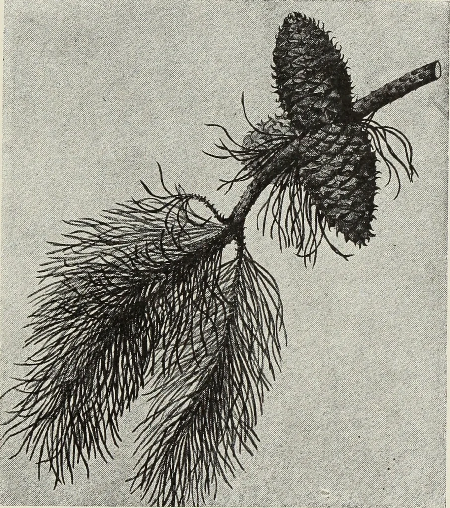 An illustration from Art and handicraft in the Woman's Building of the World's Columbian Exposition, Chicago, 1893, 1894, leaf 116
