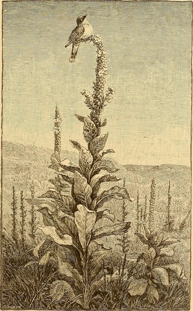 An illustration from Art in America : a critical and historical sketch, 1880, leaf 132