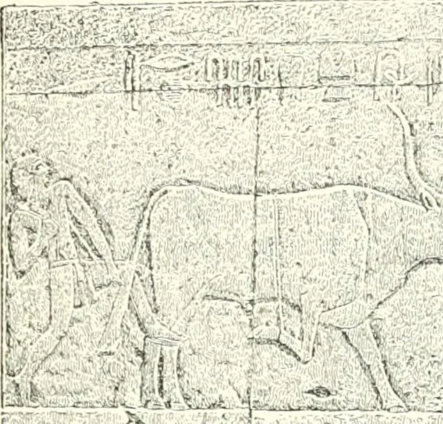 An illustration from A history of art in ancient Egypt, 1883, leaf 276