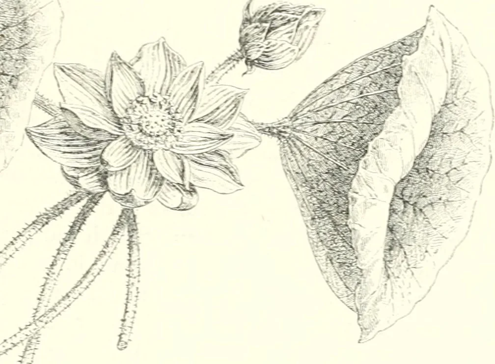 An illustration from A history of art in ancient Egypt, 1883, leaf 144
