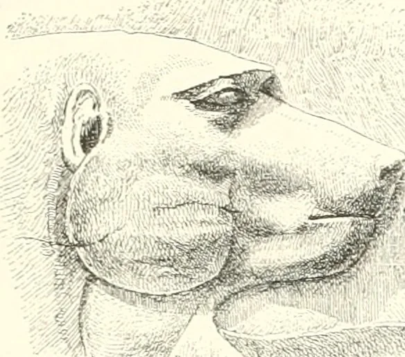An illustration from A history of art in ancient Egypt, 1883, leaf 352