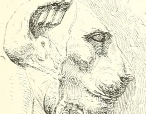 An illustration from A history of art in ancient Egypt, 1883, leaf 352