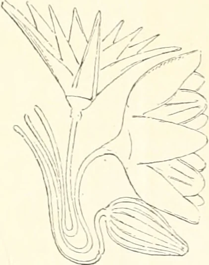 An illustration from A history of art in ancient Egypt, 1883, leaf 390