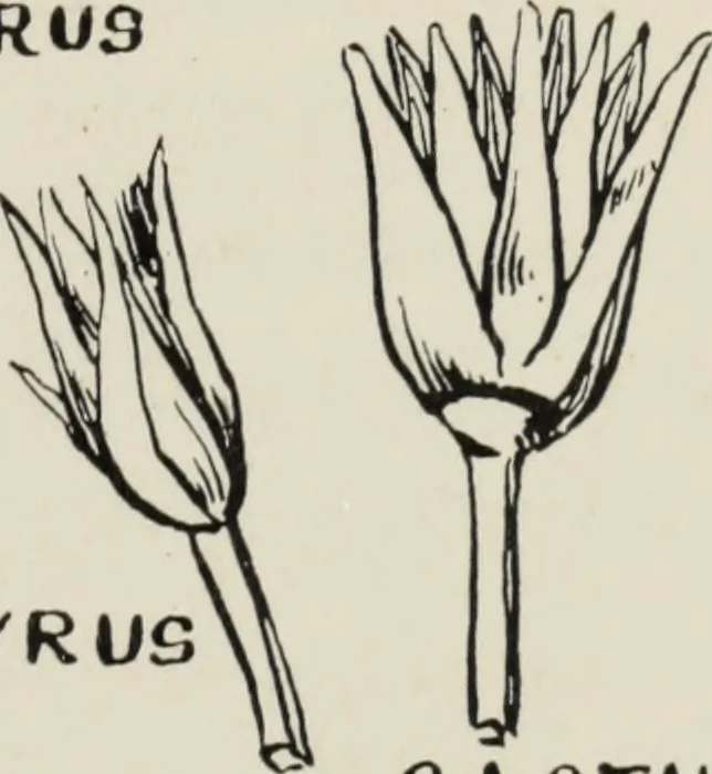 An illustration from Art in costume design; practical suggestions for those interested in art, sewing, history and literature, 1920, leaf 48