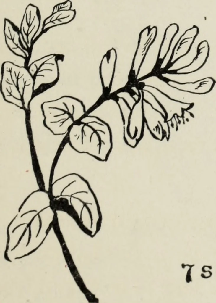 An illustration from Art in costume design; practical suggestions for those interested in art, sewing, history and literature, 1920, leaf 70