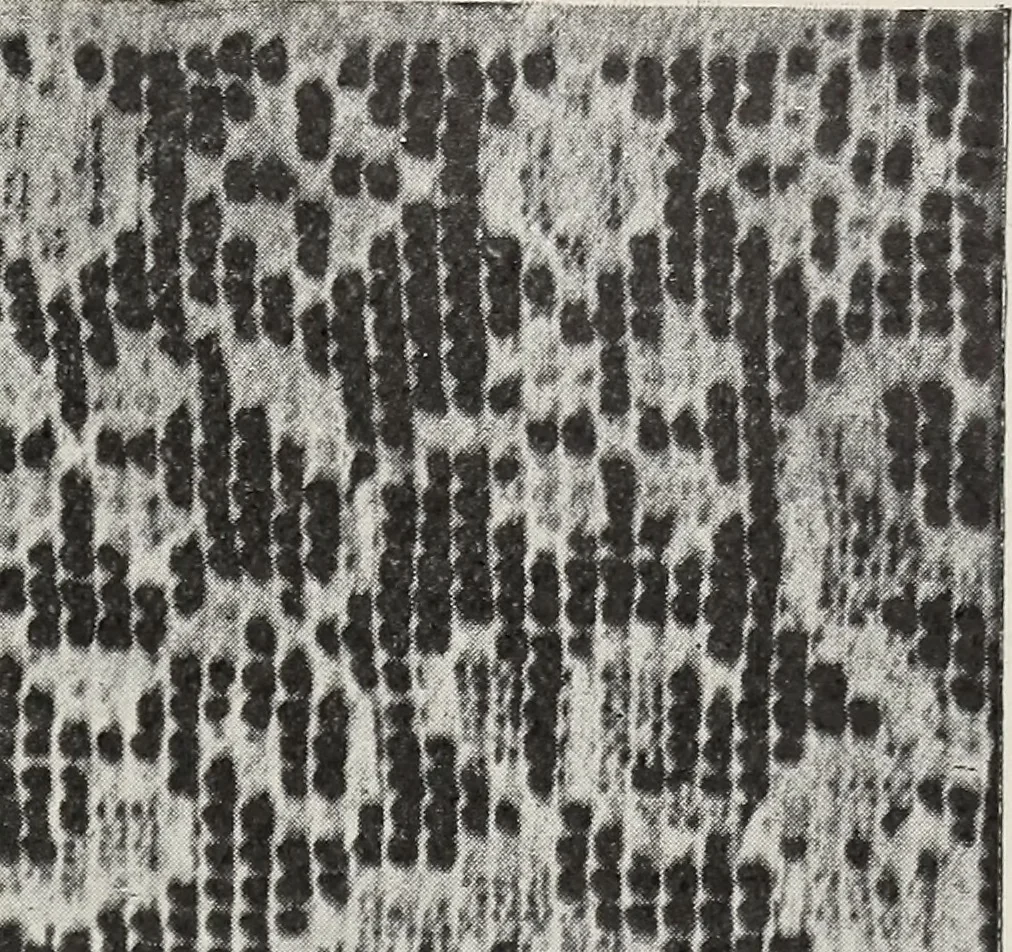 An illustration from Art in needlework; a book about embroidery, 1900, leaf 138