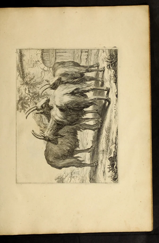 An illustration from Artis Apelleae : liber hic, studiosa juventus, aptata ingenio fert rudimenta tuo : hos duce carpe viam, membratim tota figura discitur, his gradibus scandere ad alta dabit, 1650, leaf 297