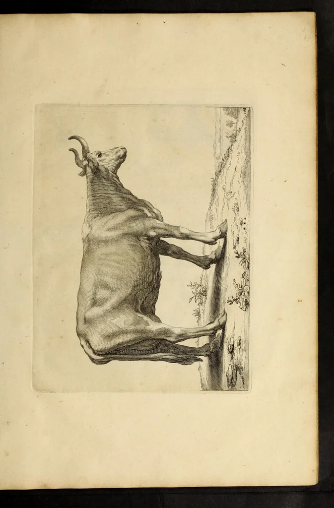 An illustration from Artis Apelleae : liber hic, studiosa juventus, aptata ingenio fert rudimenta tuo : hos duce carpe viam, membratim tota figura discitur, his gradibus scandere ad alta dabit, 1650, leaf 309