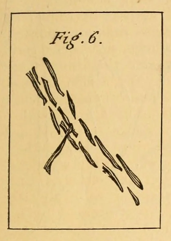 An illustration from Artistic embroidery; containing practical instructions in the ornamental branches of needlework, 1880, leaf 15
