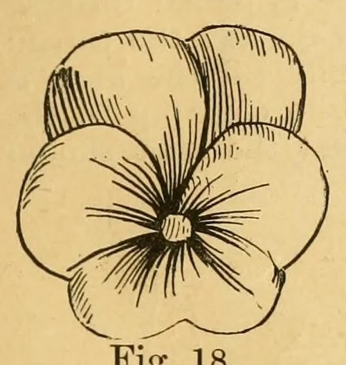 An illustration from Artistic embroidery; containing practical instructions in the ornamental branches of needlework, 1880, leaf 29