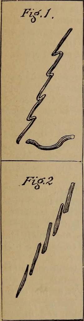 An illustration from Artistic embroidery : containing practical instructions in the ornamental branches of needlework, 1880, leaf 12