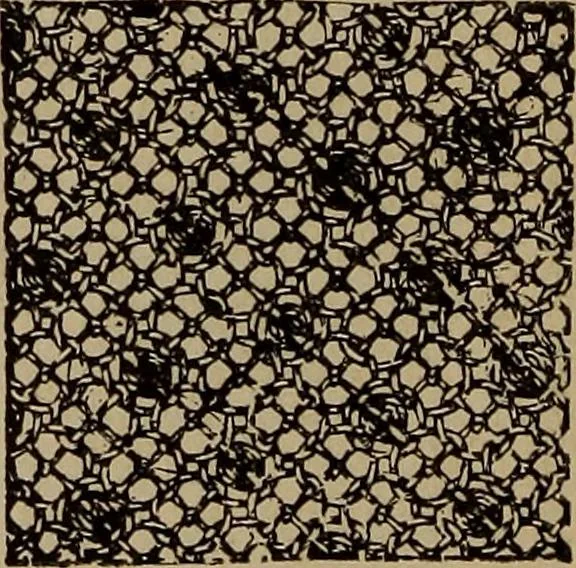 An illustration from Artistic embroidery : containing practical instructions in the ornamental branches of needlework, 1880, leaf 129