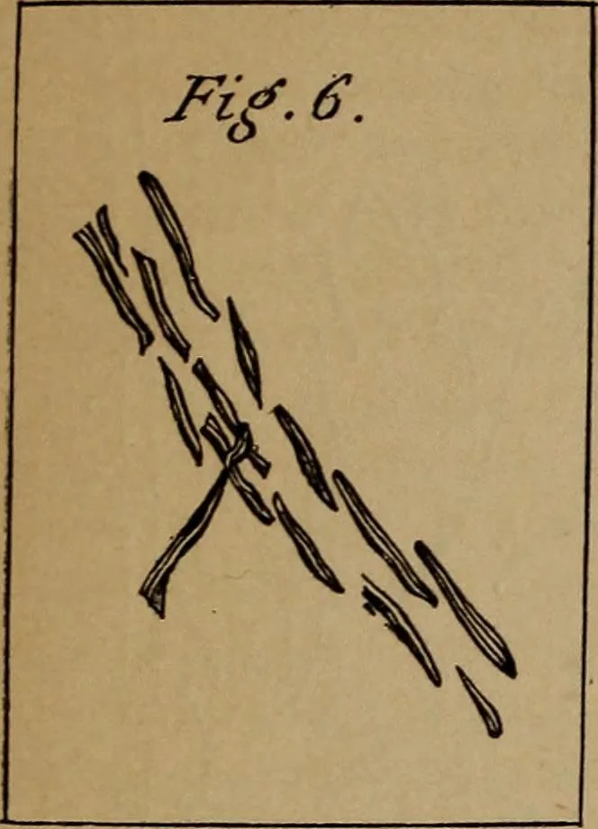 An illustration from Artistic embroidery : containing practical instructions in the ornamental branches of needlework, 1880, leaf 14