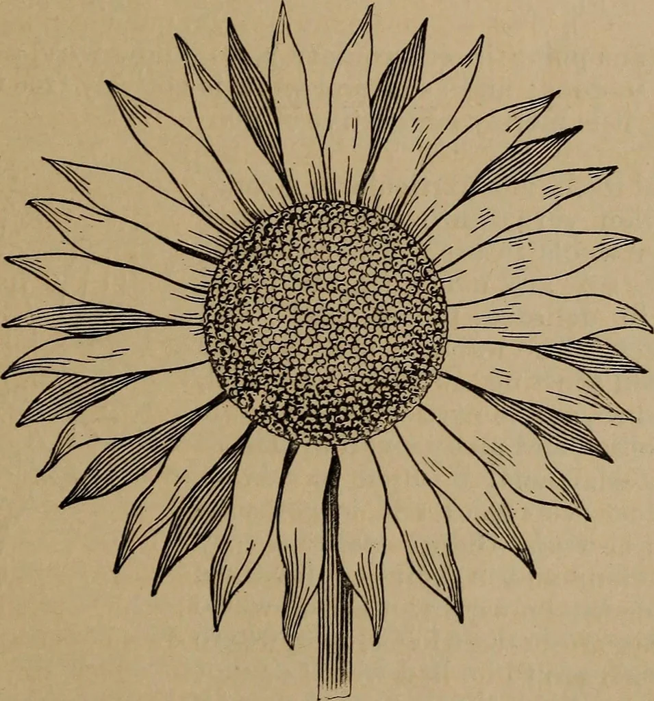An illustration from Artistic embroidery : containing practical instructions in the ornamental branches of needlework, 1880, leaf 14