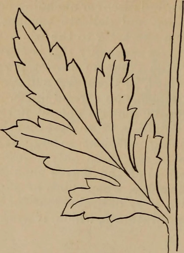 An illustration from Artistic embroidery : containing practical instructions in the ornamental branches of needlework, 1880, leaf 15