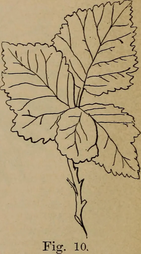 An illustration from Artistic embroidery : containing practical instructions in the ornamental branches of needlework, 1880, leaf 15