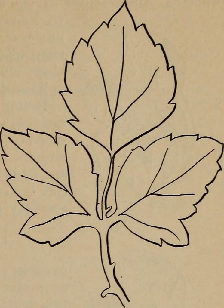 An illustration from Artistic embroidery : containing practical instructions in the ornamental branches of needlework, 1880, leaf 16