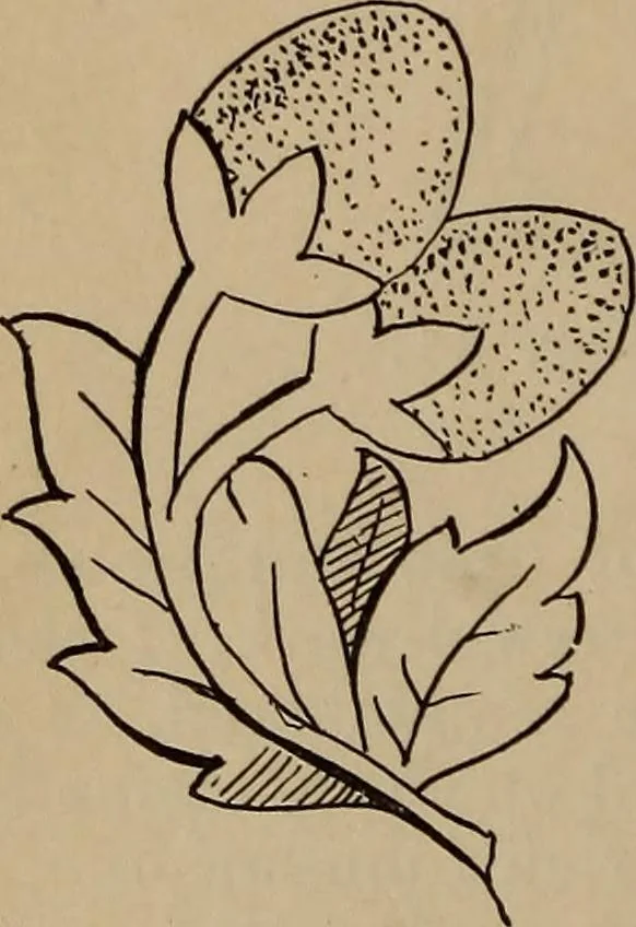 An illustration from Artistic embroidery : containing practical instructions in the ornamental branches of needlework, 1880, leaf 17