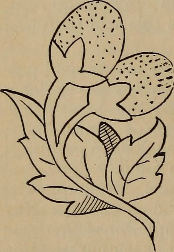 An illustration from Artistic embroidery : containing practical instructions in the ornamental branches of needlework, 1880, leaf 17