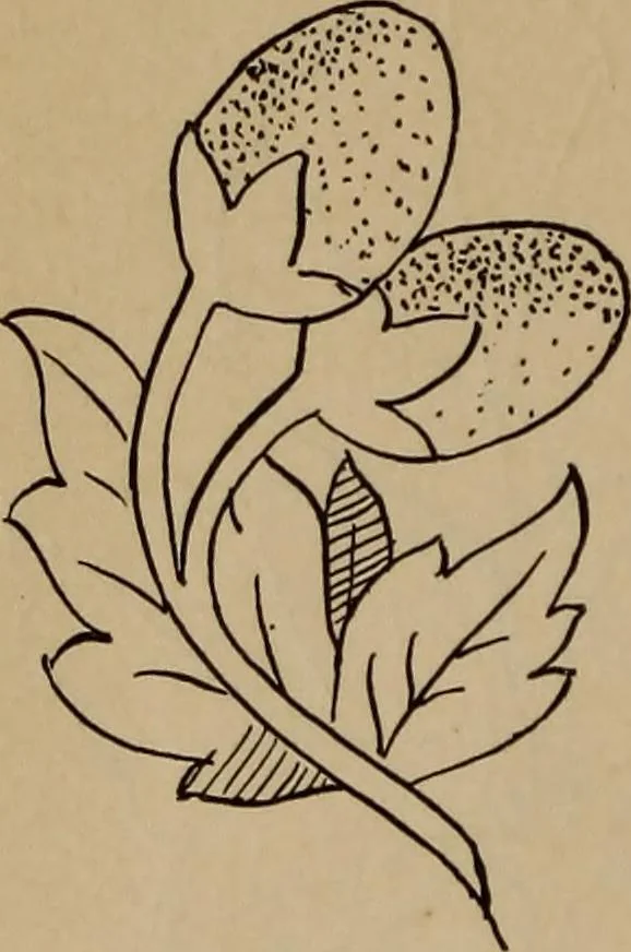 An illustration from Artistic embroidery : containing practical instructions in the ornamental branches of needlework, 1880, leaf 17