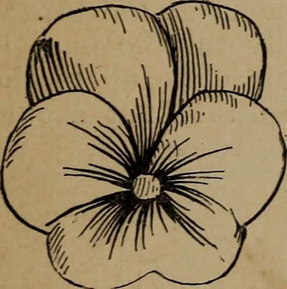 An illustration from Artistic embroidery : containing practical instructions in the ornamental branches of needlework, 1880, leaf 28