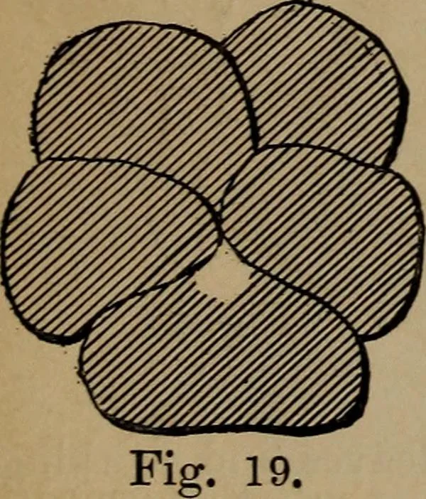 An illustration from Artistic embroidery : containing practical instructions in the ornamental branches of needlework, 1880, leaf 28