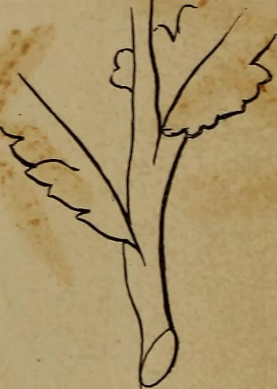 An illustration from Artistic embroidery : containing practical instructions in the ornamental branches of needlework, 1880, leaf 29