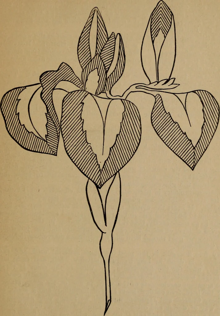 An illustration from Artistic embroidery : containing practical instructions in the ornamental branches of needlework, 1880, leaf 38