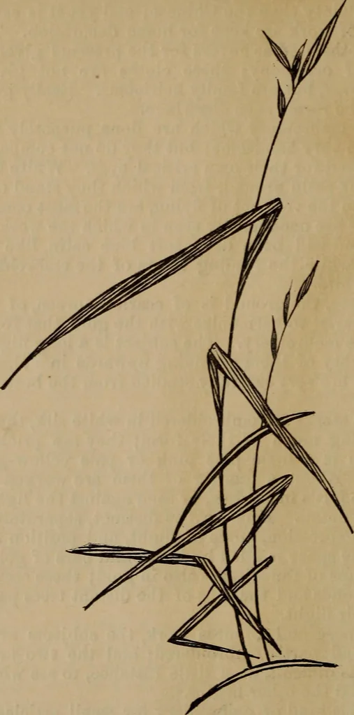 An illustration from Artistic embroidery : containing practical instructions in the ornamental branches of needlework, 1880, leaf 41