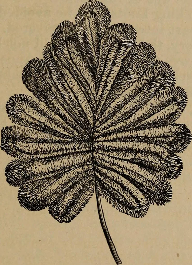 An illustration from Artistic embroidery : containing practical instructions in the ornamental branches of needlework, 1880, leaf 84