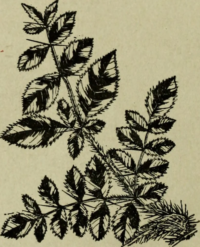 An illustration from Artistic Japan : illustrations and essays, 1881, leaf 13