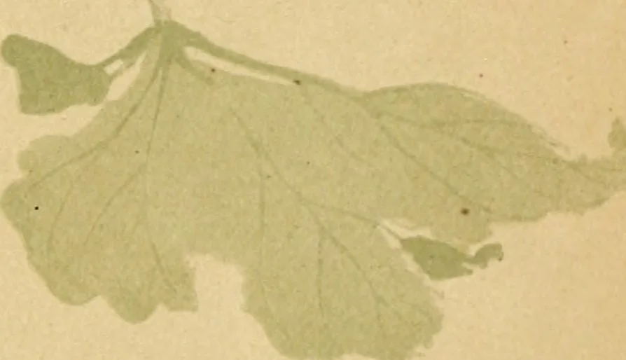 An illustration from Artistic Japan : illustrations and essays, 1881, leaf 75