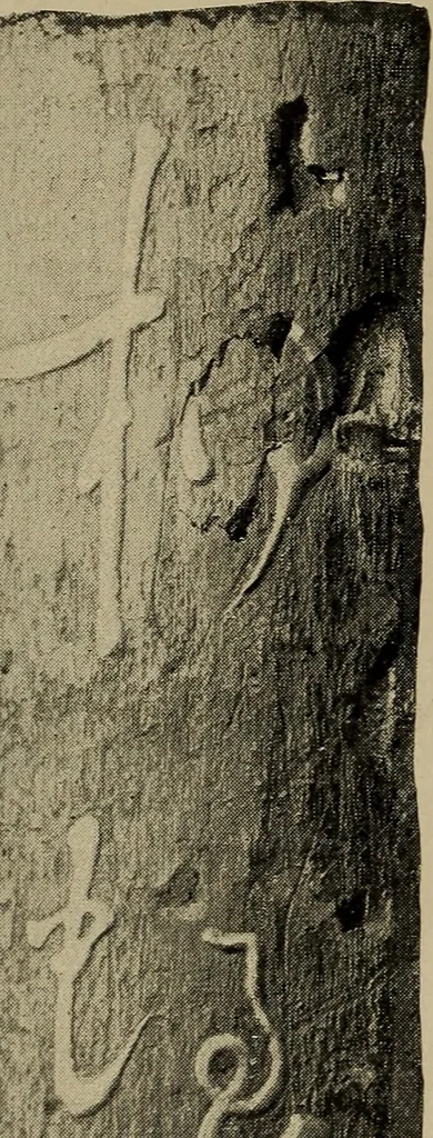 An illustration from An artist's letters from Japan, 1897, leaf 173