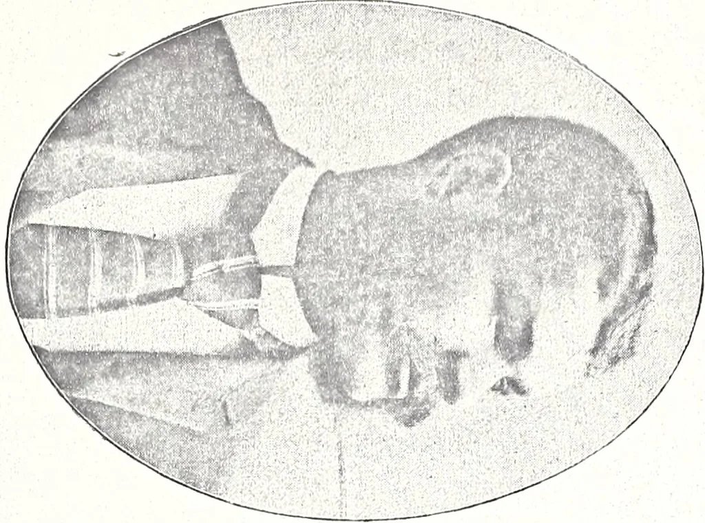 An illustration from Artists of Abraham Lincoln portraits, 1893, leaf 14
