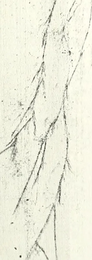 An illustration from Artists of Abraham Lincoln portraits, 1893, leaf 46