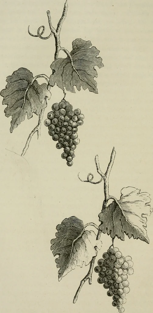 An illustration from Art: its laws, and the reasons for them, 1871, leaf 117