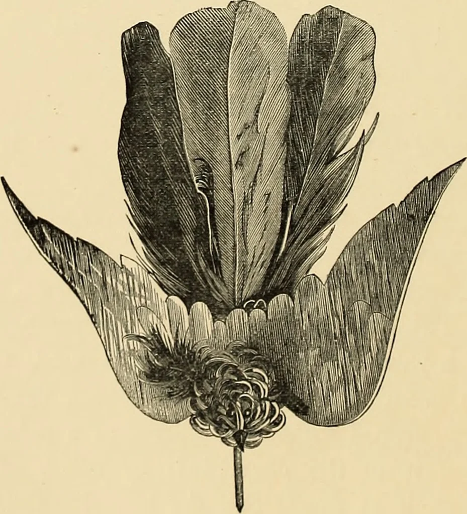 An illustration from Art needlework. A complete manual of embroidery in silks and crewels, with full instructions as to stitches, materials, and implements. Containing also a large number of original designs and a handsome coloured design for crewel work, 1882, leaf 111