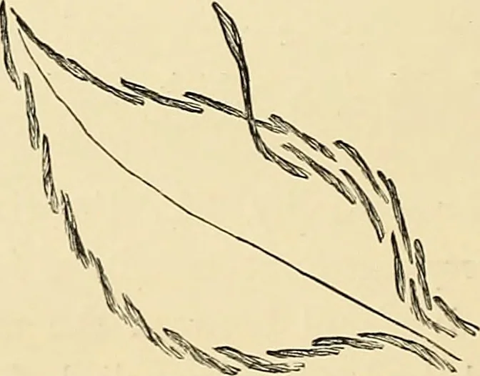 An illustration from Art needlework. A complete manual of embroidery in silks and crewels, with full instructions as to stitches, materials, and implements. Containing also a large number of original designs and a handsome coloured design for crewel work, 1882, leaf 39