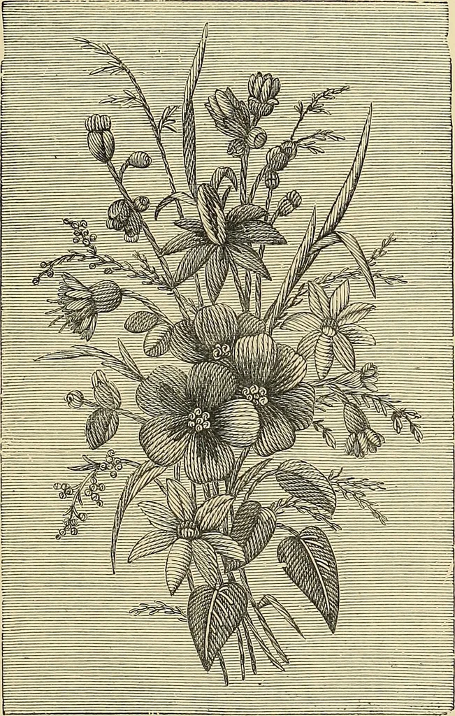 An illustration from Art needlework. A complete manual of embroidery in silks and crewels, with full instructions as to stitches, materials, and implements. Containing also a large number of original designs and a handsome coloured design for crewel work, 1882, leaf 42