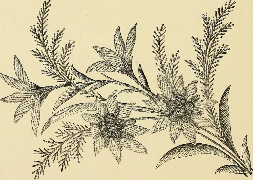 An illustration from Art needlework. A complete manual of embroidery in silks and crewels, with full instructions as to stitches, materials, and implements. Containing also a large number of original designs and a handsome coloured design for crewel work, 1882, leaf 55